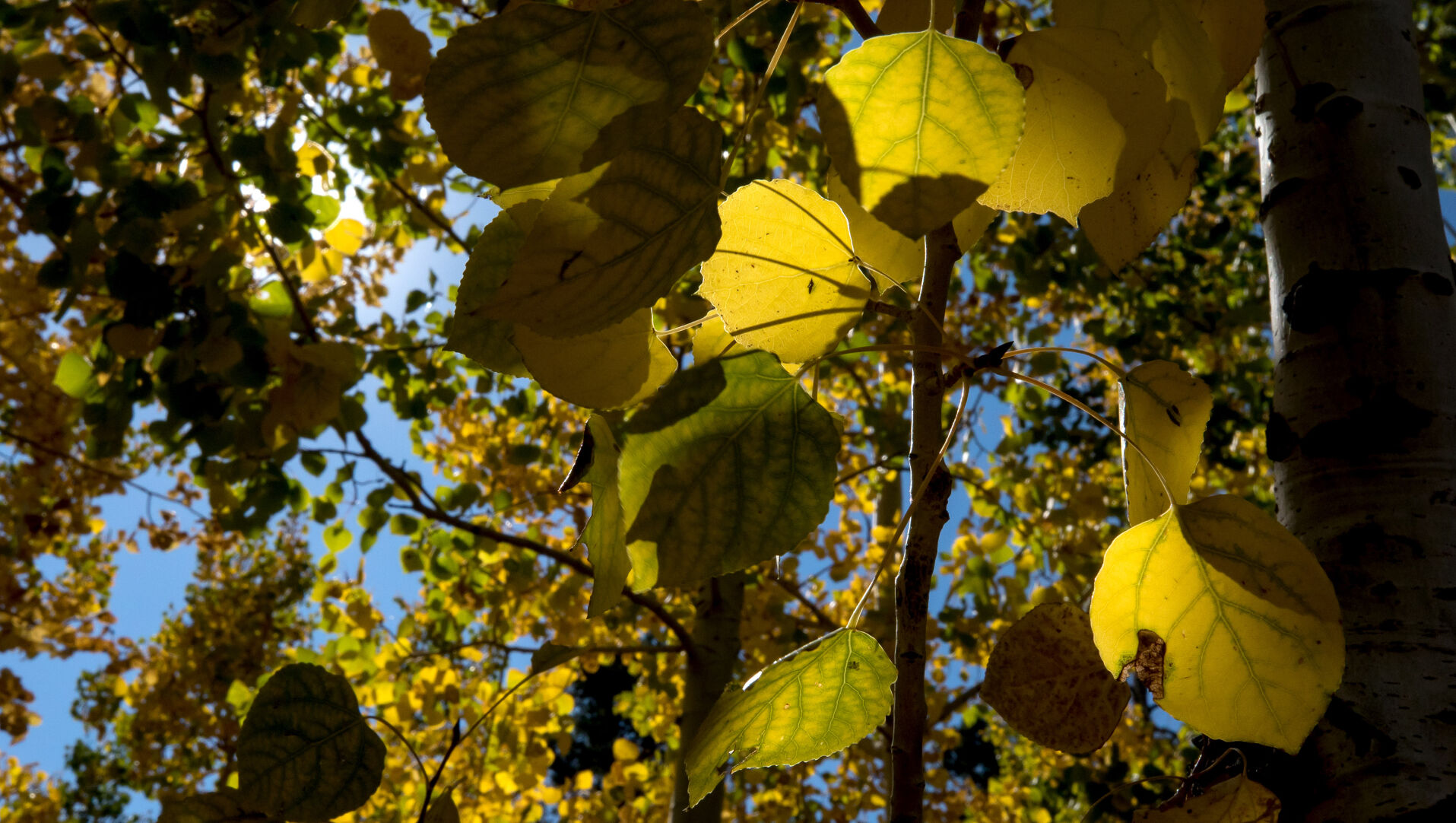 Fall colors